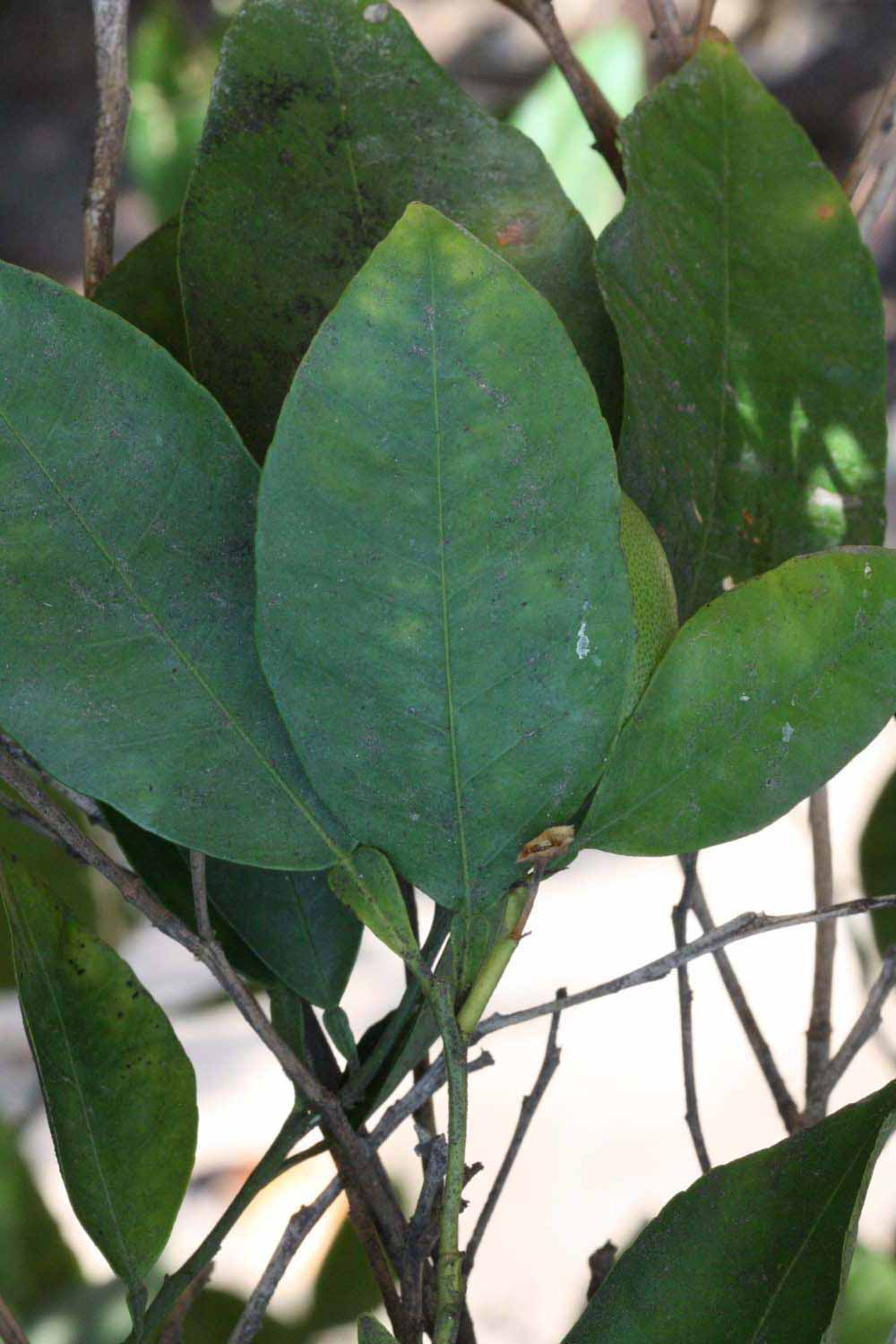              Unifoliolate leaf (Riverside, CA)       